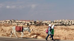 Palestinian schoolgirls walk with a donkey as the West Bank Jewish settlement of Maale Adumim is seen in the background