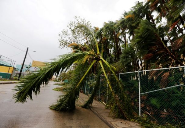 A fallen palm tree is seen along the street after Hurricane Earl hits,
