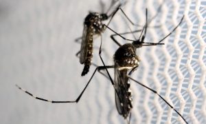 Aedes aegypti mosquitoes are seen inside Oxitec laboratory in Campinas, Brazil,