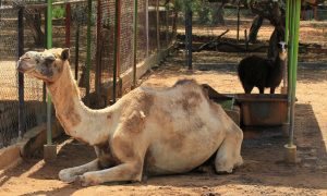 Police believe thieves steal Venezuela zoo animals to eat them