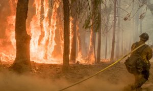 FILE PHOTO: Firefighter fight fire near torching trees as wildfire burns near Yosemite National Park in this US Forest Service photo released on social media from California, U.S., August 6, 2018. Courtesy USFS/Yosemite National Park/Handout via REUTERS