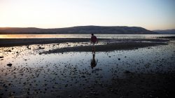 A man walks towards an island that has materialized at the southern edge of the Sea of Galilee in northern Israel November 1, 2018. Picture taken November 1, 2018. REUTERS/Ronen Zvulun