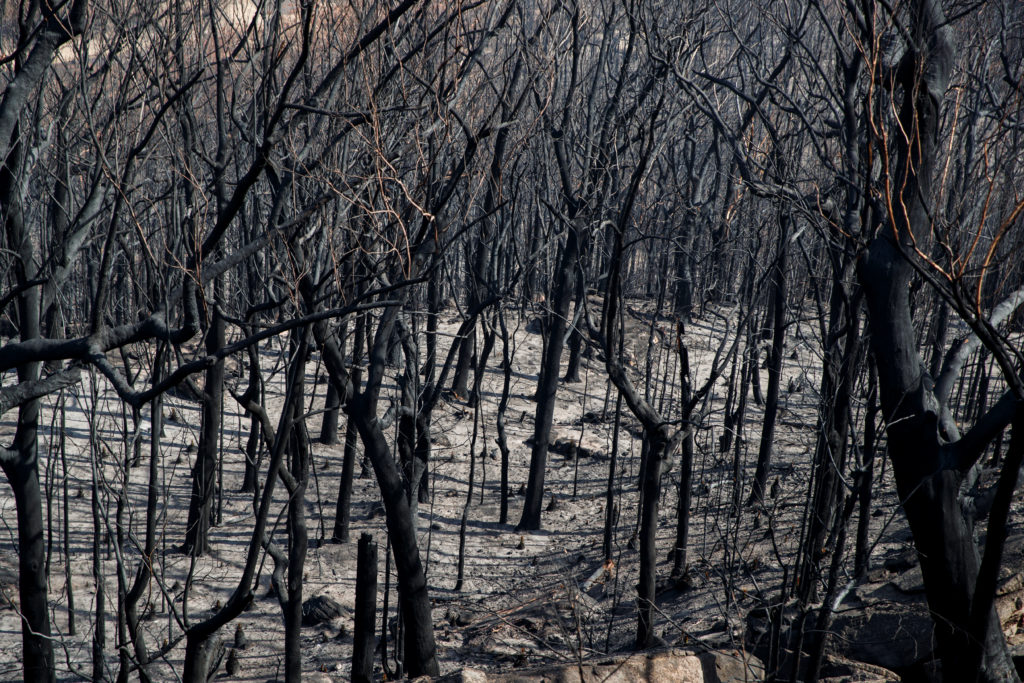Heatwave and high winds threaten to reignite Australian wildfires | The ...