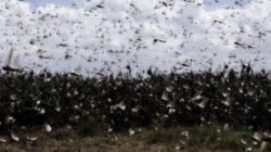 Grasshopper Swarm