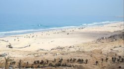 Pipes-laid-at-Gaza