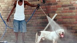 hot dog gets a bath