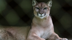 Big Cats die from bird flu